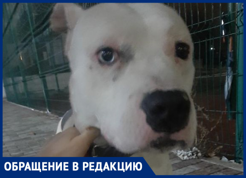 Новороссийцы приютили собаку, на которую напала стая других собак, и ищут её хозяина