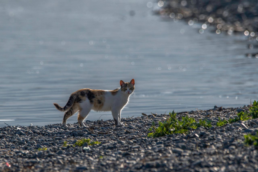 Погода в Новороссийске: палящее солнце и жара