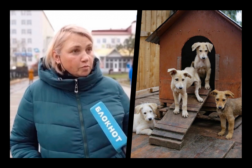 В Новороссийске появится муниципальный приют для животных