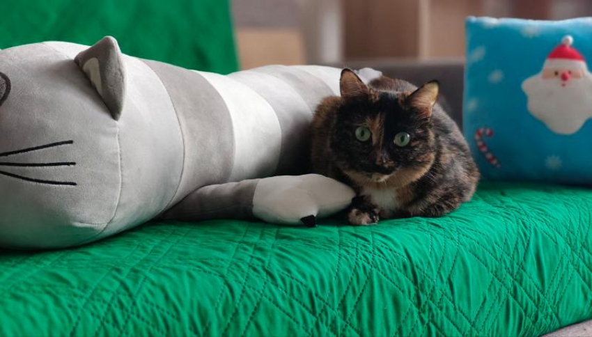 Рыбам нужно замедлиться, а Скорпионы проживут продуктивный день