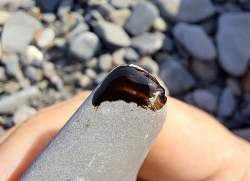 Ужас в Анапе не прекращается: 250 мертвых птиц заметили за неделю волонтёры