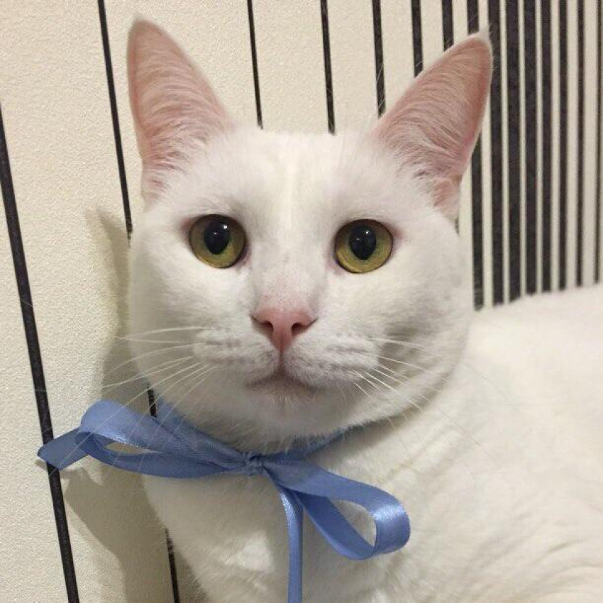 Саймон - серьезный и самодостаточный в конкурсе «Самый красивый кот-2018"