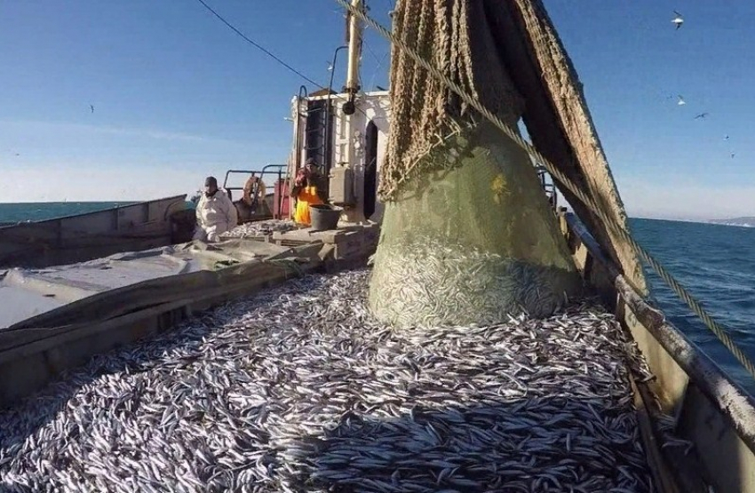 Наедятся ли новороссийцы хамсой: море подарило более тысячи тонн рыбы