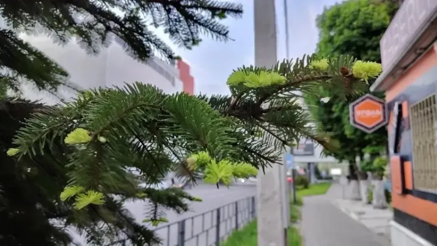 Тельцам совместная работа принесет успех, а Девам не стоит преувеличивать трудности