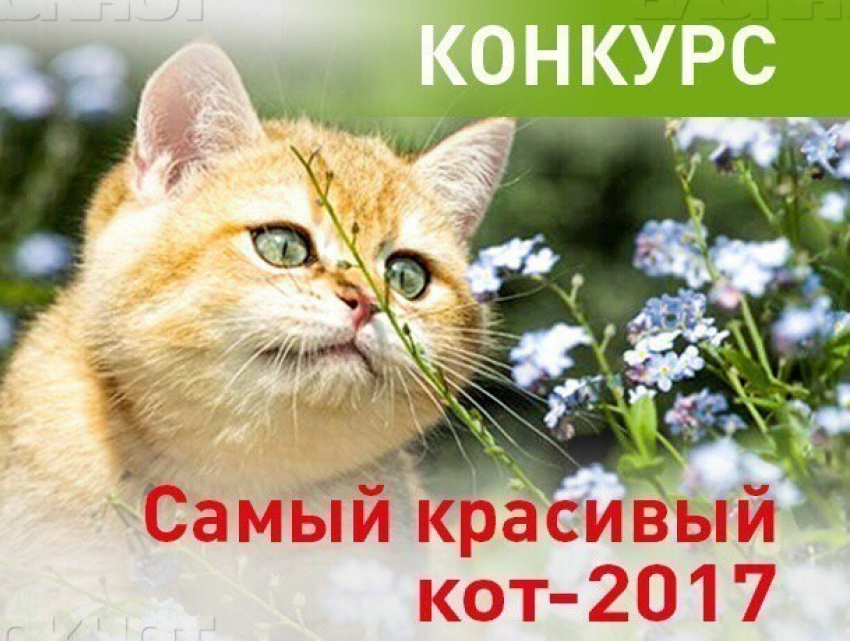 Внимание! Стартовало голосование в конкурсе «Самый красивый кот-2017» 