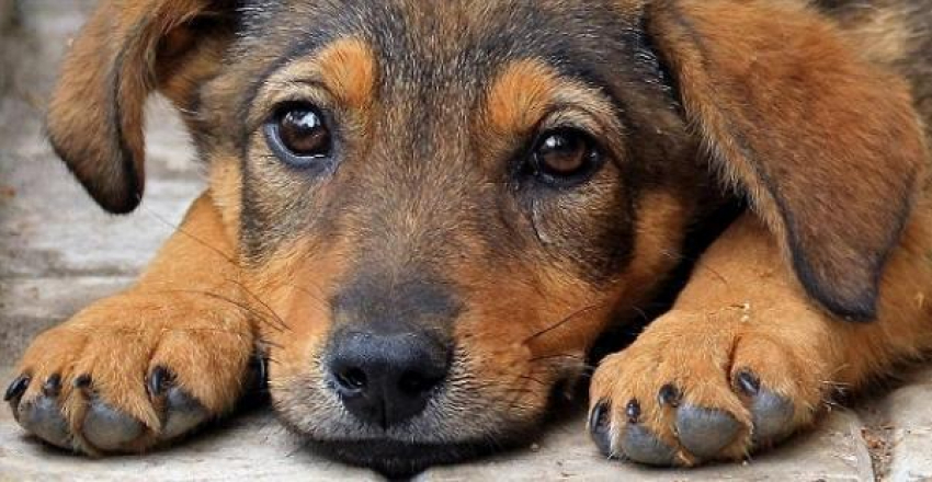 Акция в поддержку ответственного отношения к животным пройдет в Новороссиске