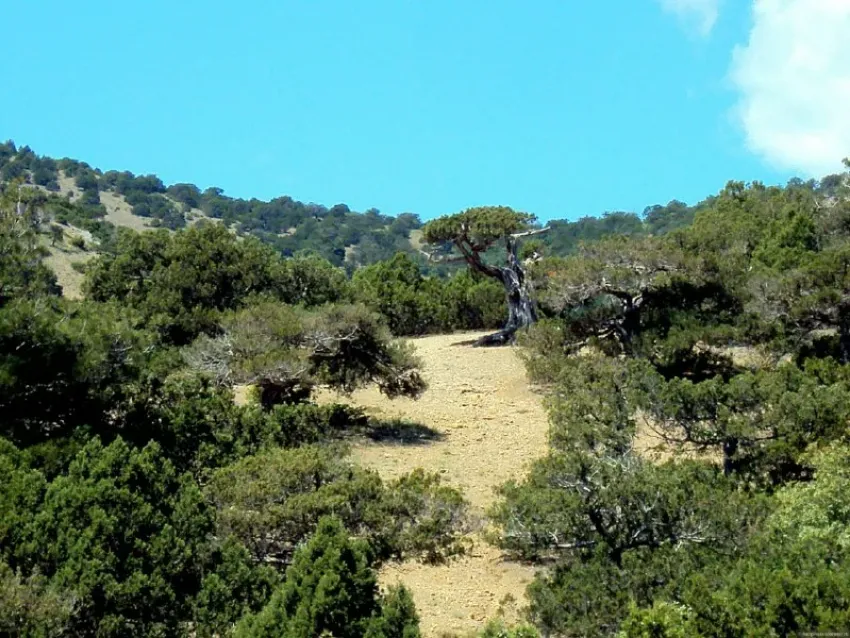 Редколесье, которое нельзя потерять: в Новороссийске под защиту взяли уникальный можжевеловый массив