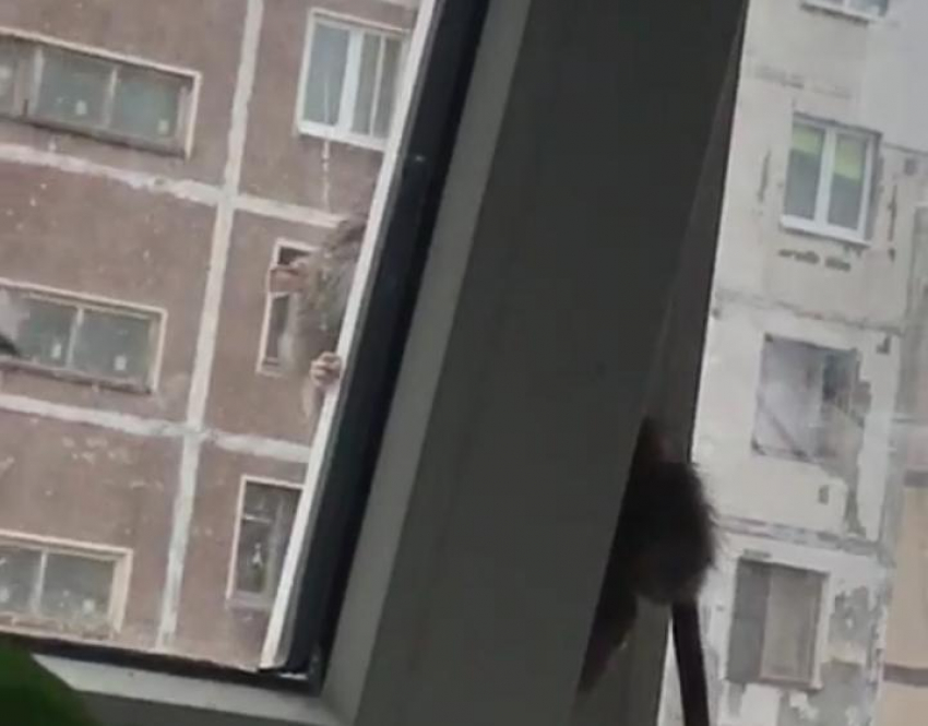 Крысы лезут через окна в многоквартирном доме в Новороссийске