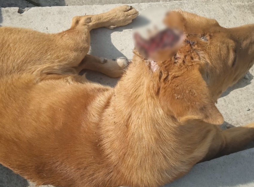 Живодер прострелил собаке голову — как сейчас обстоят дела у пса в Новороссийске