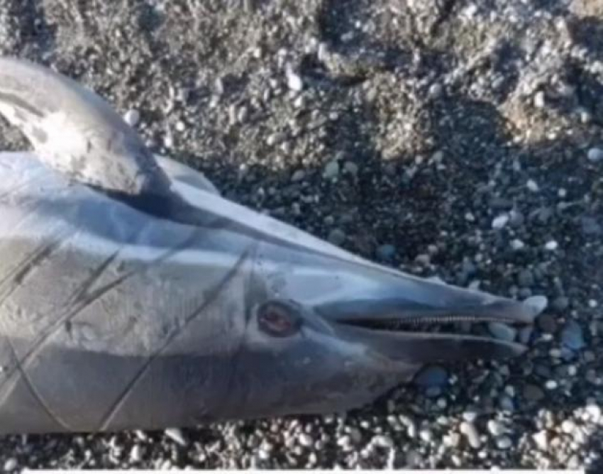 В апреле погибло рекордное число дельфинов в Черном море