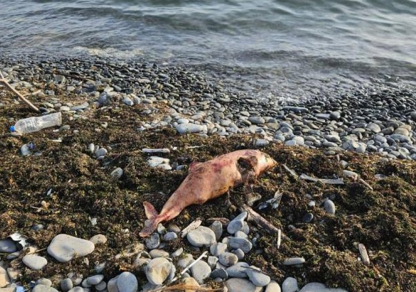 Дельфины погибли в сетях: прокуратура следит за рыбаками в Черном море   