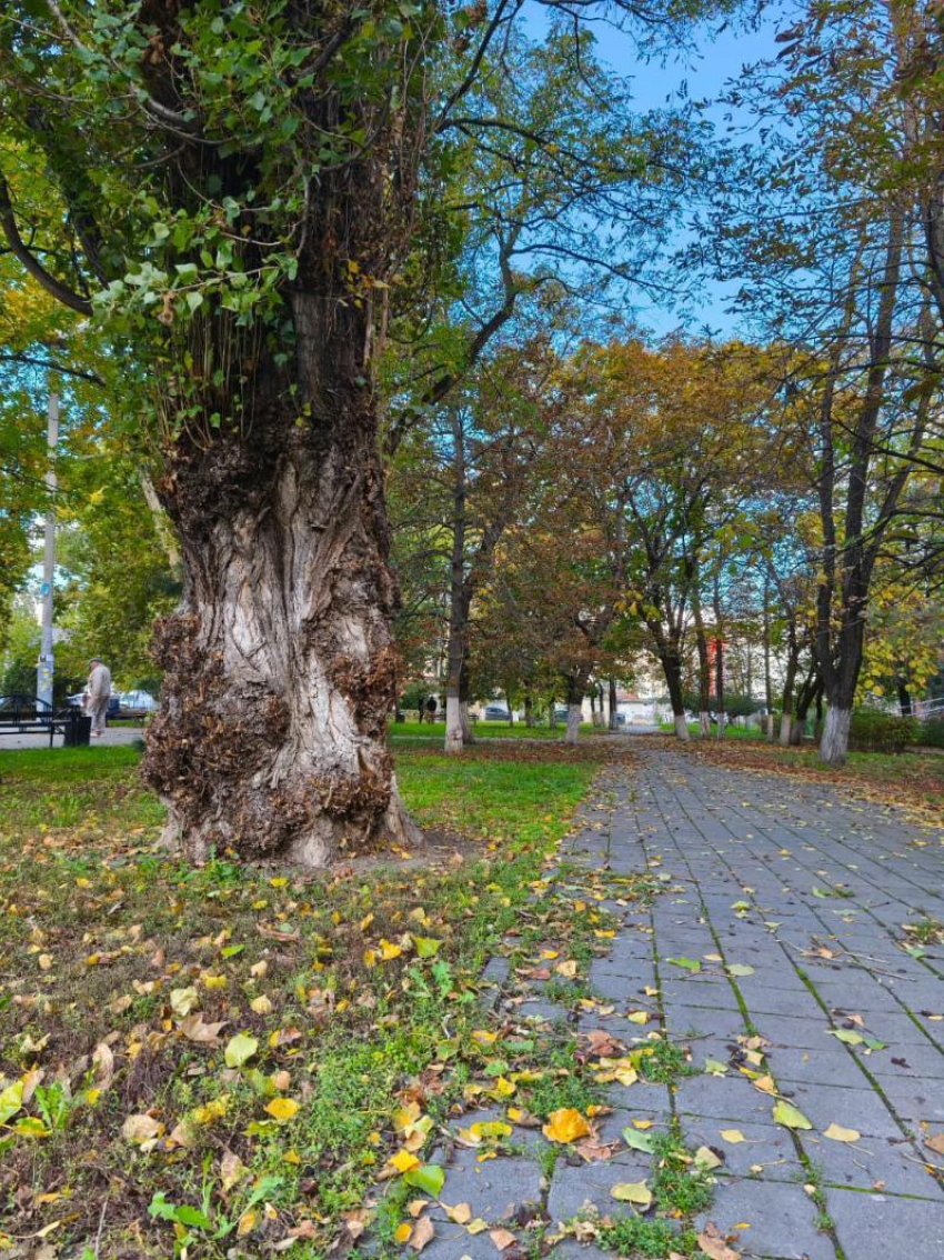 Дежурный по городу: что произошло в Новороссийске за сутки 29 октября