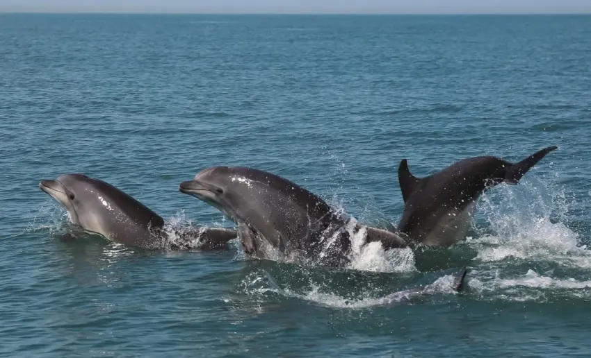 Цена разлива нефтепродуктов: в Черном море погибли сотни дельфинов