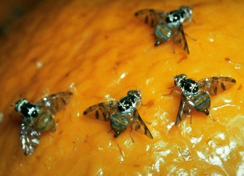 В Новороссийске задержали 149 тонн мандаринов из-за вредоносных насекомых