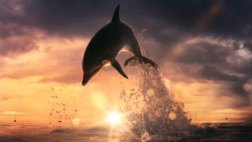 Более 130 дельфинов погибло в Чёрном море: виноваты рыбаки