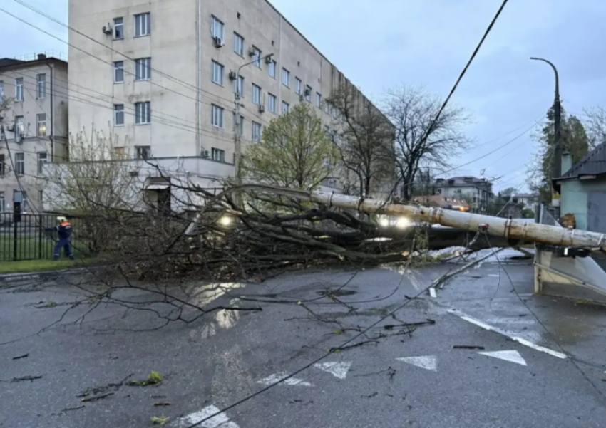 Дерево эпично упало на доррогу в Новороссийске, а скоро еще и стрелять начнут