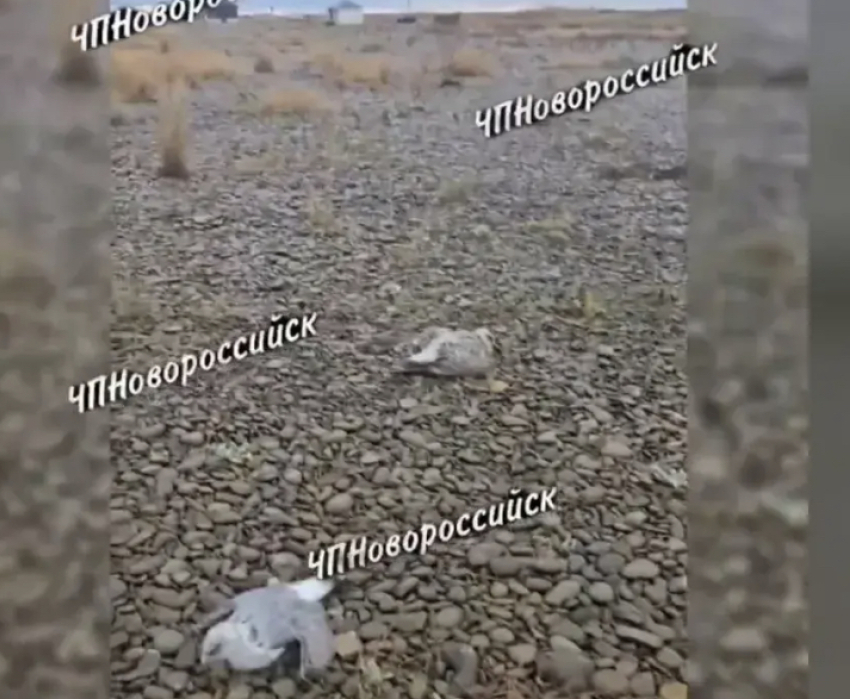 Стреляли в чаек на пляже: сообщает полиция Новороссийска 