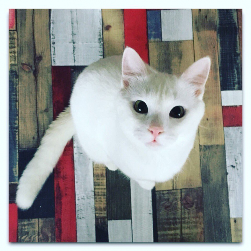 Митя - особенный сладкоежка  в конкурсе «Самый красивый кот-2018"