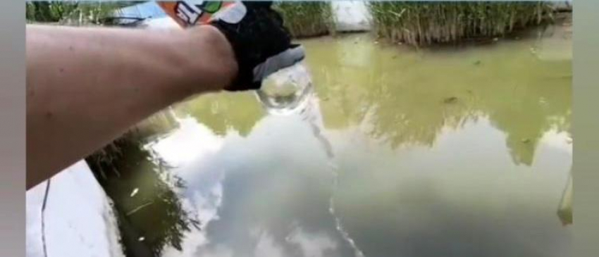 #водучерепахам: новороссийцы не остались равнодушными к состоянию пруда в парке Фрунзе 