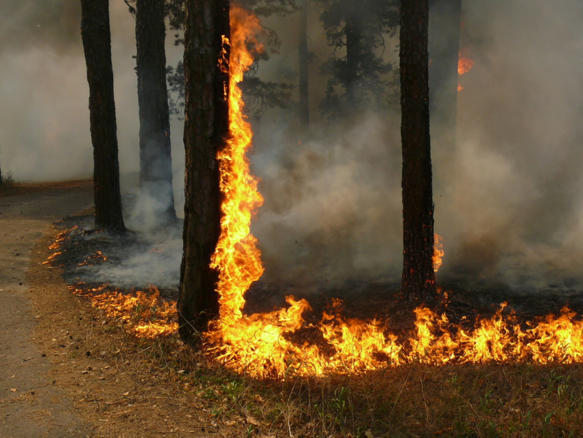 Чрезвычайная пожароопасность объявлена на Кубани