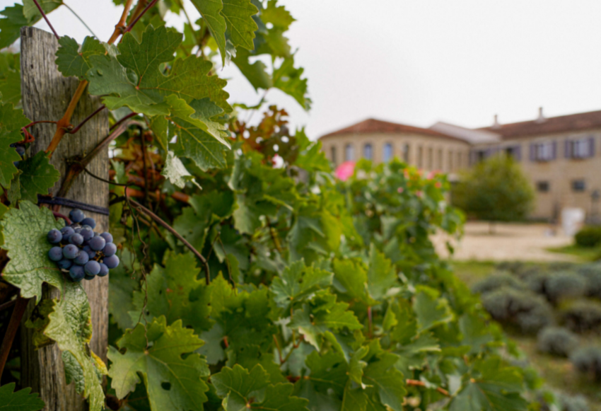 Не морем – так виноградом: за счет чего Краснодарский край «вытянул» туристический сезон