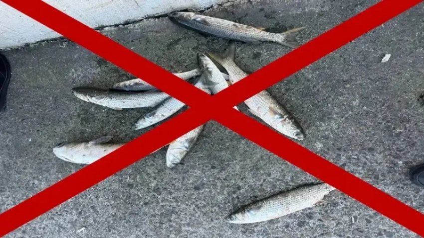 В Новороссийске запретили ловить рыбу