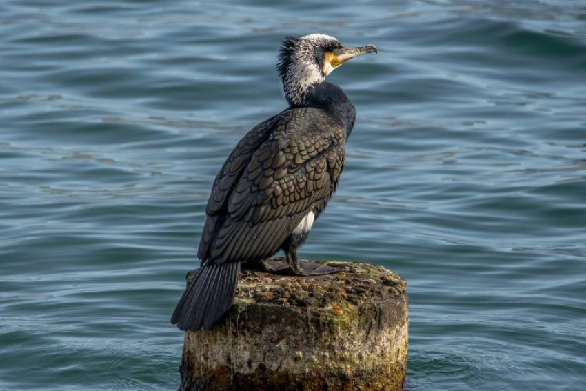 Не только лебеди и утки: кто ещё обитает в Суджукской лагуне Новороссийска 