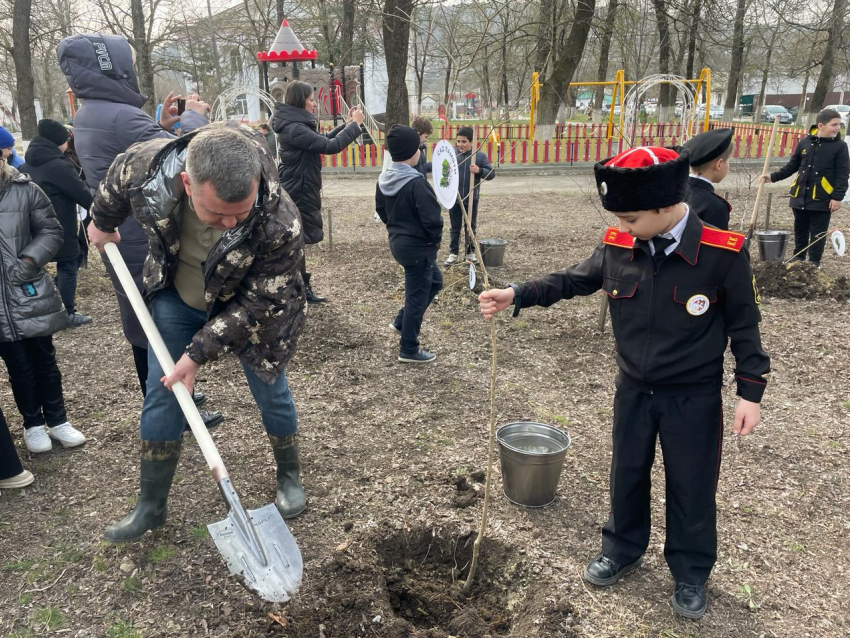 Новые деревья украсят парк Ленина в Верхнебаканском: «Сад памяти"