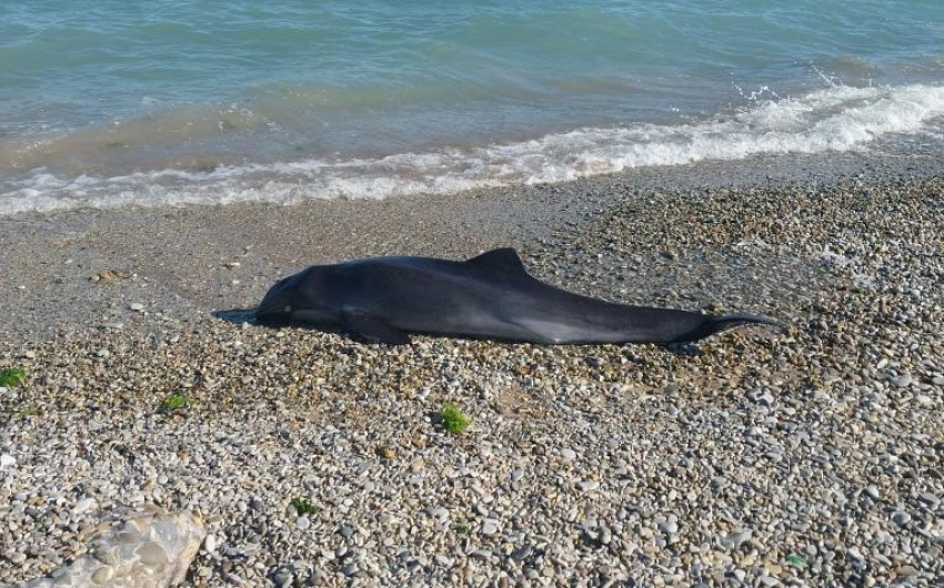 Что делать новороссийцам, если на берег выбросило дельфина (живого или мертвого)