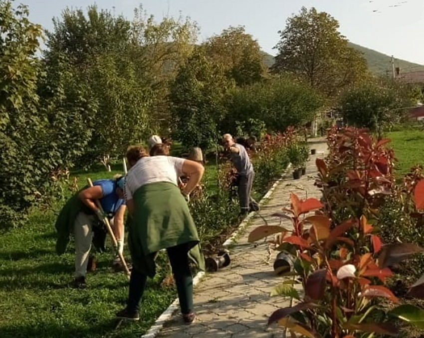 Озеленение Новороссийска: в городе высадят новые деревья 