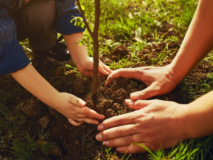 Сажать будут все: насколько реально в Новороссийске высадить 1,5 млн деревьев