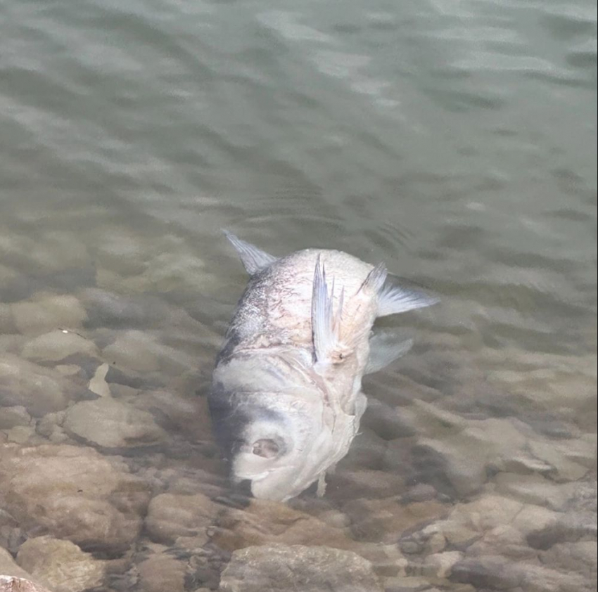 Огромную рыбу выбросило на берег моря в Новороссийске 