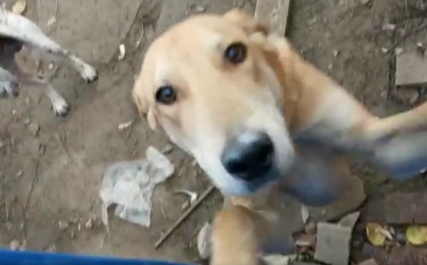 Умер хозяин: на участке под Новороссийском в голодном плену оказались две прекрасные охотничьи собаки