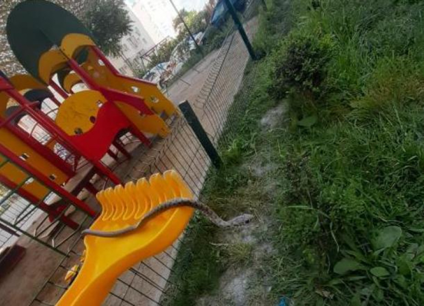 Змея отдыхала на детской площадке: испугались и новороссийцы, и их дети