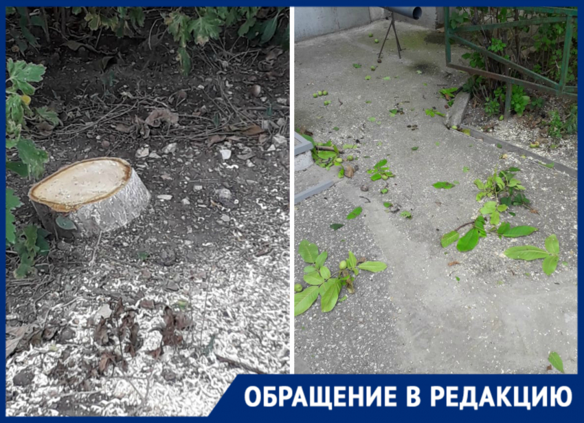 Во дворе Новороссийска вырубили здоровые цветущие деревья