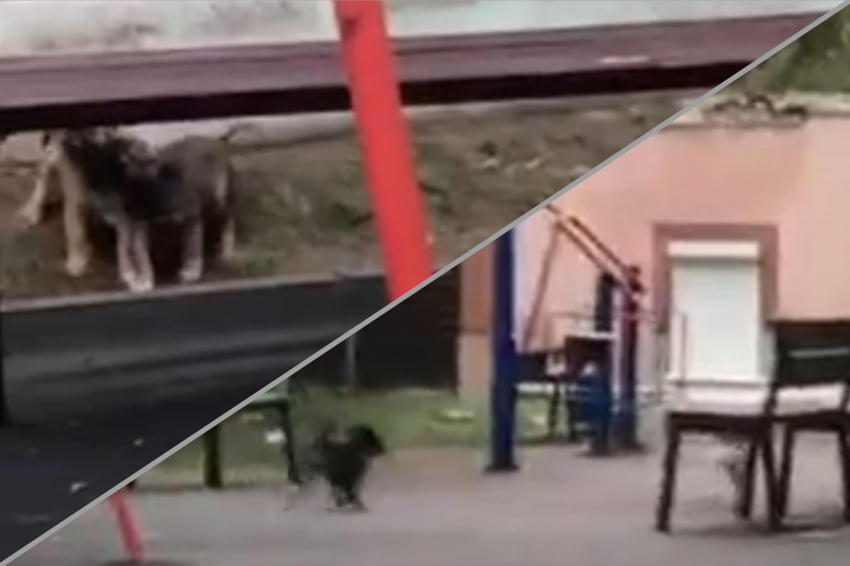 Новороссийцы боятся гулять с детьми из-за бродячих собак 