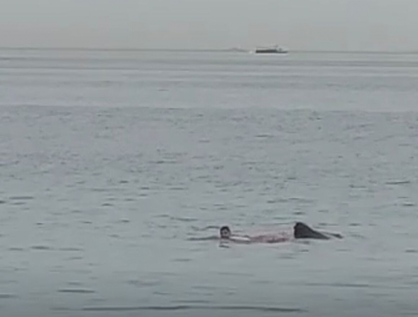 В Египте акула напала на туриста: свидетелем гибели стал новороссиец 