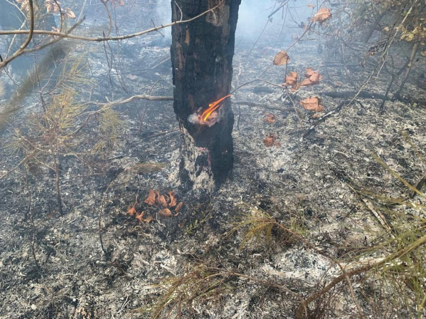 В лесах Геленджика произошел пожар - очередной удар по экосистеме 