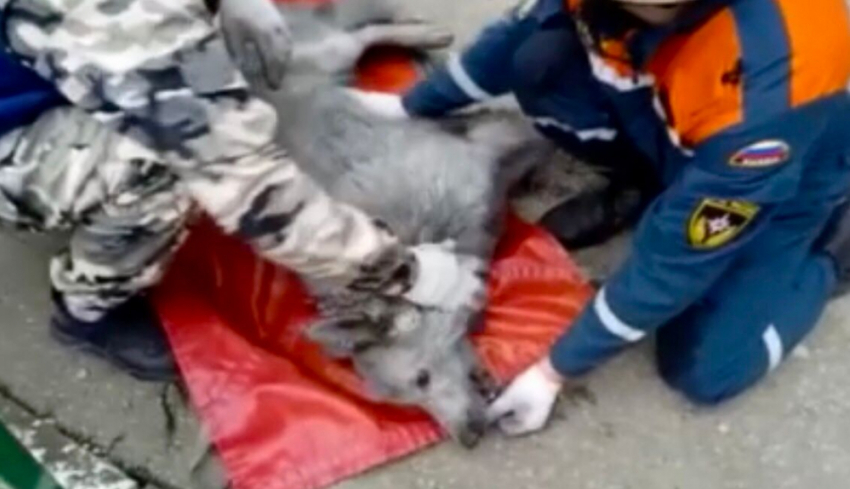 Стала известна судьба собаки, пострадавшей в пожаре в МКД Новороссийска 