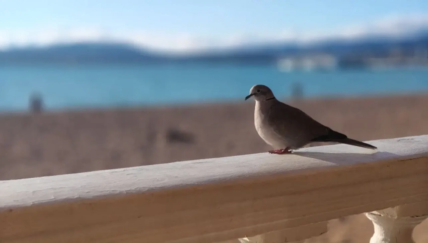 Из-за разлива нефтепродуктов в Анапе массово гибнут птицы 