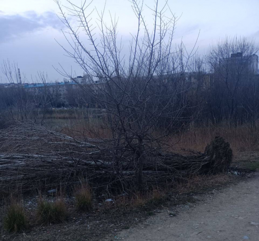 Вырванное с корнем дерево лежит на Южных прудах с норд-оста 