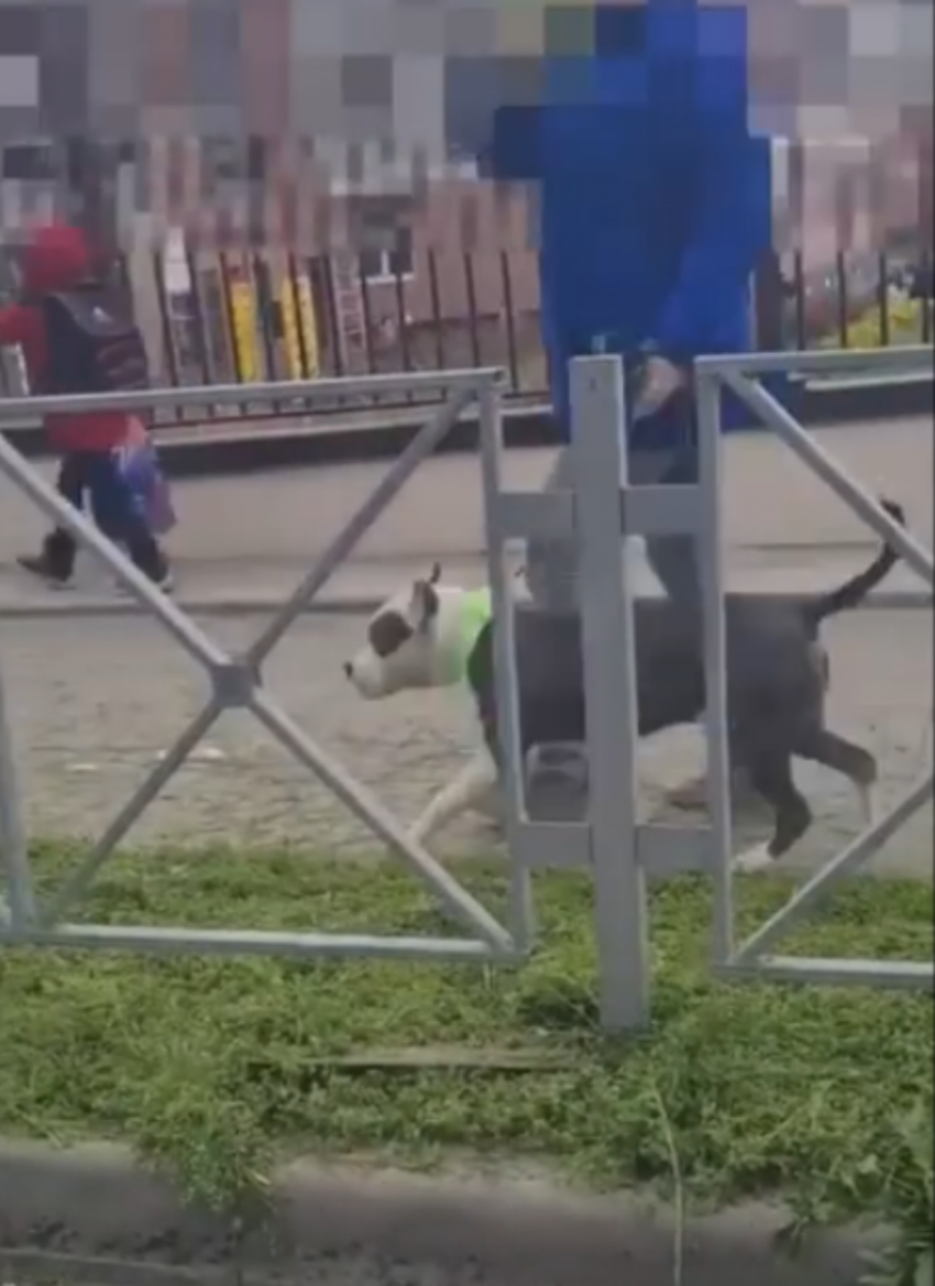 Бойцовскую собаку без намордника выгуливали недалеко от школ в Новороссийске