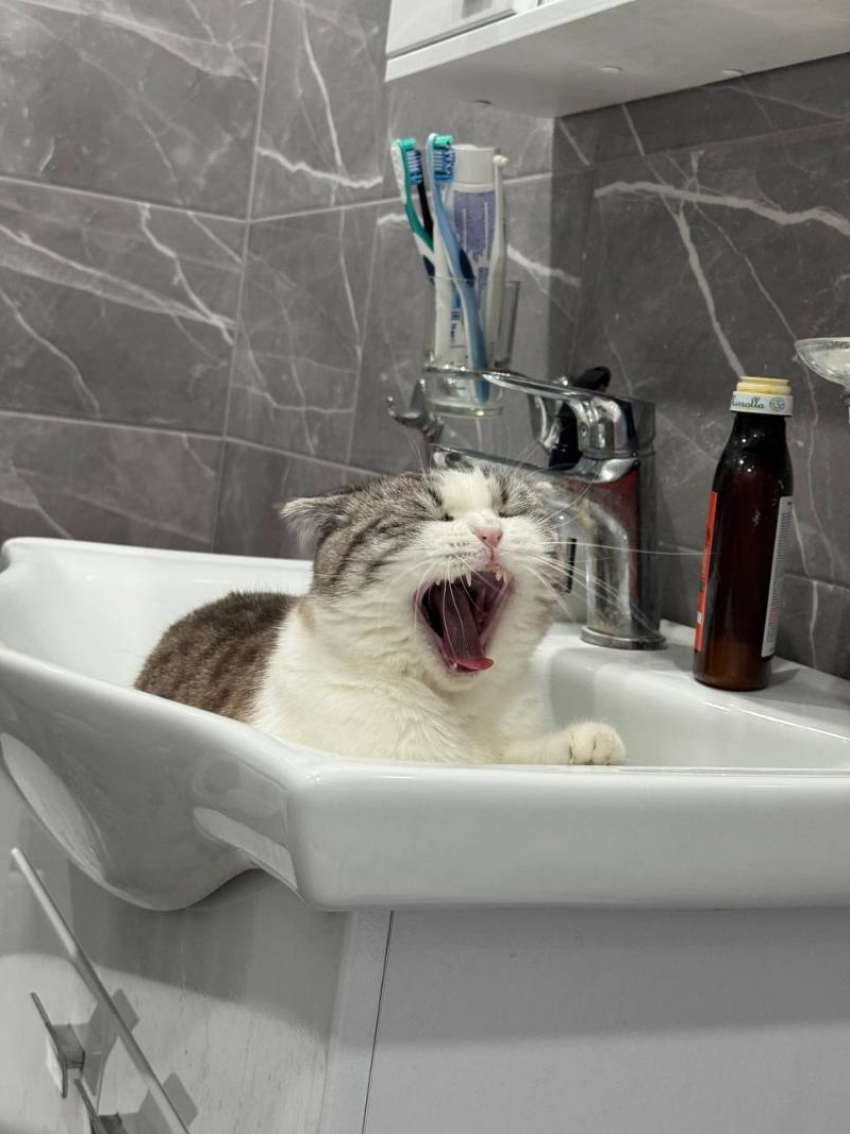 Атака в Новороссийске заставила понервничать пушистиков