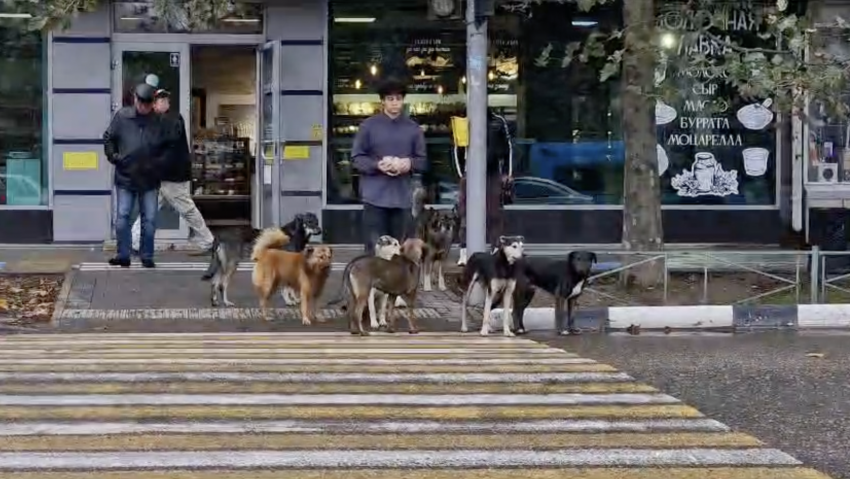Невероятно умную стаю собак заметили в Новороссийске