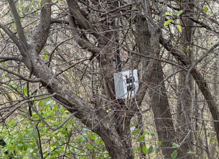 Оставил коробку и ушел: новороссийцы обнаружили странный предмет в Пионерской роще