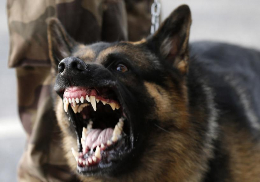 Сотням владельцам собак в Новороссийске выписали штрафы