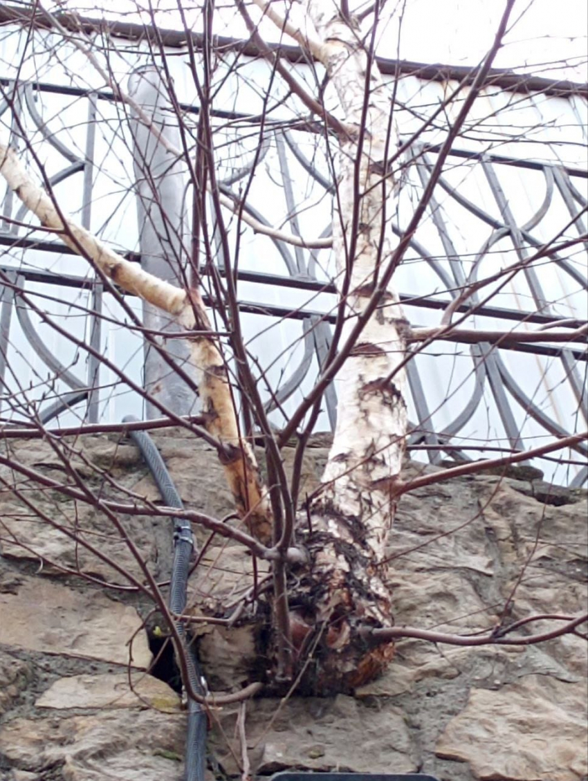 Каждое дерево нужно беречь – этим занялись в администрации Новороссийска 
