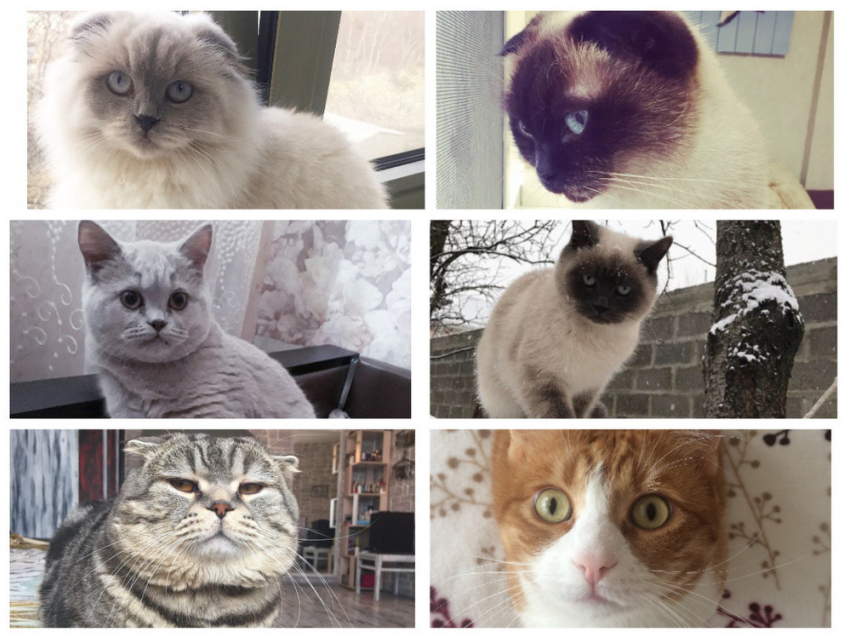 Стали известны победители конкурса «Самый красивый кот - 2018"