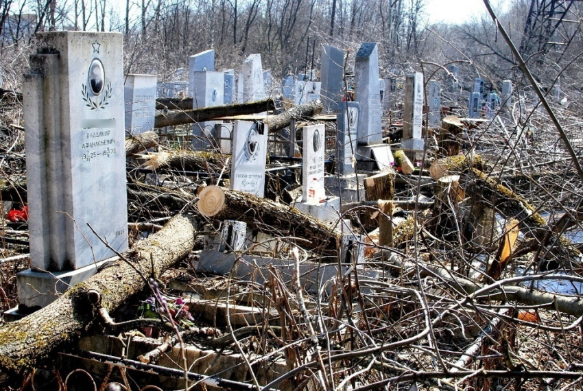 Деревьев больше чем на миллион незаконно вырубили на новороссийском кладбище