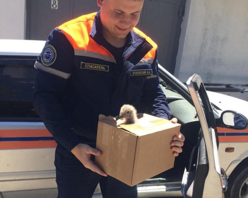 Птенца чайки спасли настоящие «человеки» Новороссийска